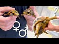 Reconnatre les mles et femelles chez les tortues terrestres 