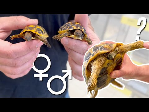 Vidéo: Les tortues ont-elles un plastron ?