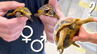 Reconnaître les mâles et femelles chez les tortues terrestres ?