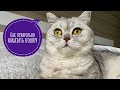 Смешные коты - Майя / как правильно наказывать кошку #кошка #кот