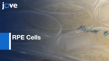 Retinal Pigment Epithelium Cells Derived from Stem Cells | Protocol Preview