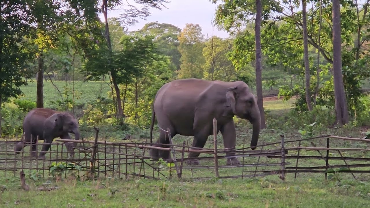 Jungle Diet: Elephant Enjoying Bamboo Leaves 🍃 😍