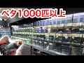 １０００匹以上のベタのみを販売するベタ専門店が凄過ぎた・・・！