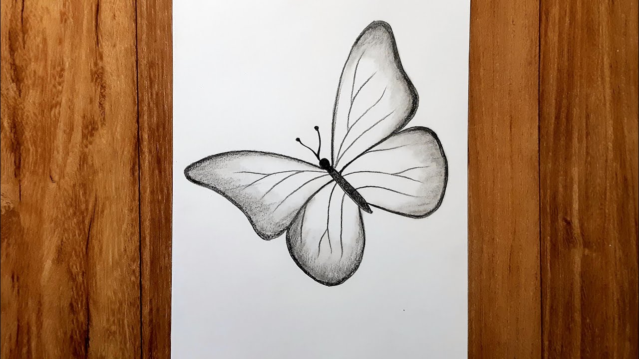 How to draw beautiful butterfly | Pencil sketch for beginners ...