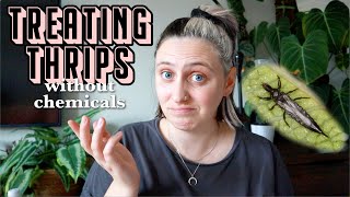 how I battle thrips naturally 🦟 Chemical Free Thrips Treatment