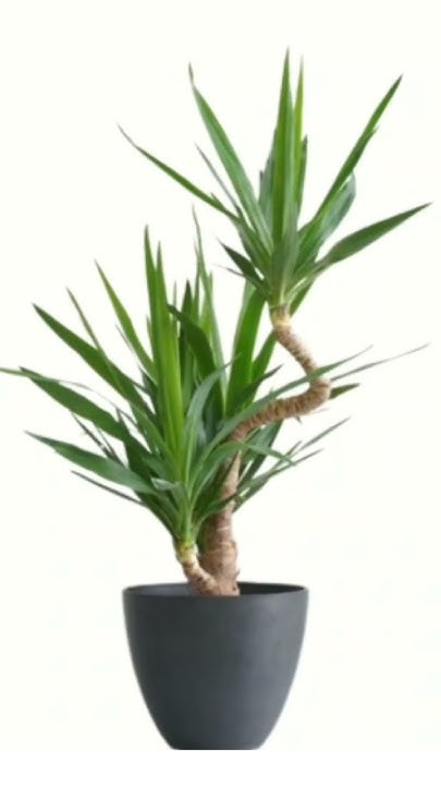 Dehner Yucca Plant, Evergreen Plant, Office Plant, Beautiful Plant 