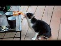 Funniest cats and dogss    best funny animals 2024 