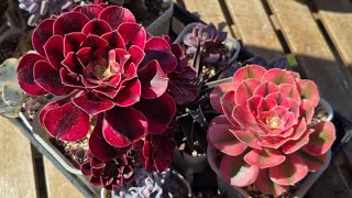 Warm Weather has arrived early this Spring, Starting to move things outside #succulents