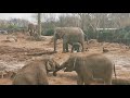 Baby Elephant at Chester zoo