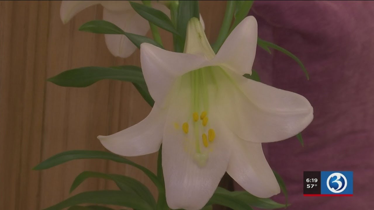 VIDEO Vet warning Easter lilies can be deadly to cats YouTube