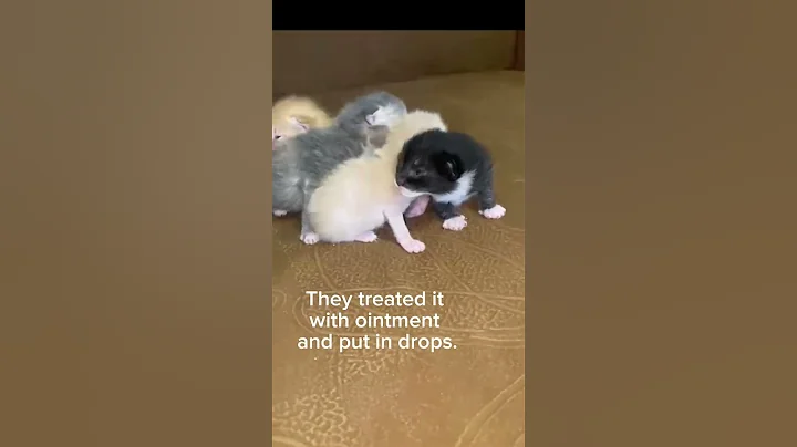 Watch the video about Kittens open their eyes🥹 #cat#kittens#pet#openeyes#mainecoon#funnycats#cuteanimals#