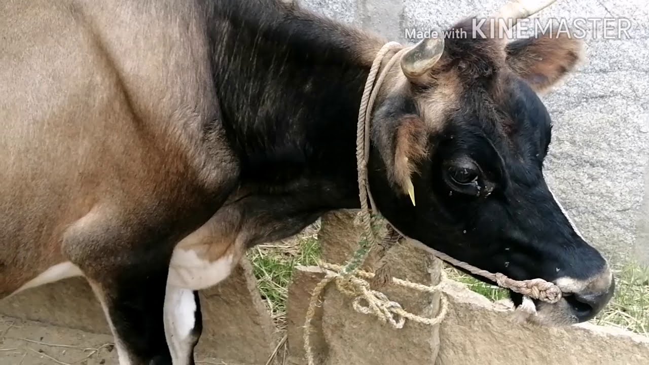 Jersey and Hf Cross cow milking 15 litres a day YouTube