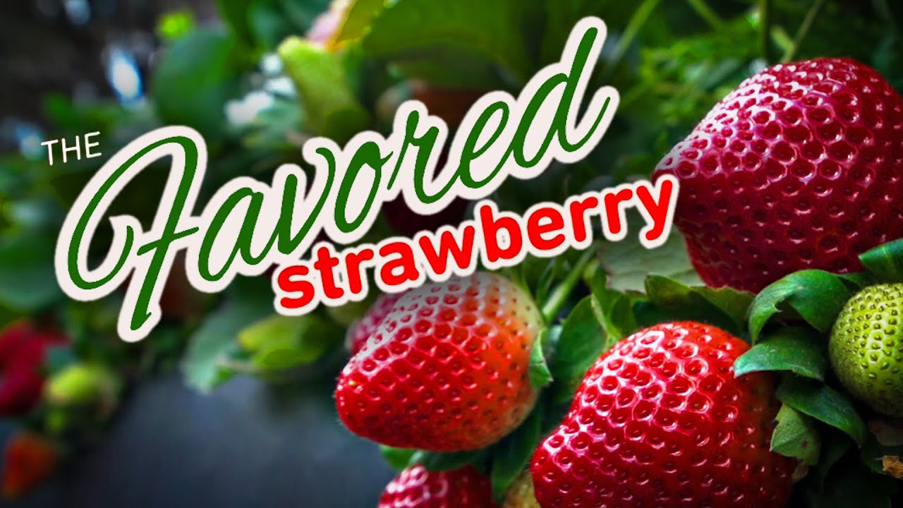 The Favored Strawberry (2023)