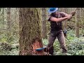 How to make a polish back cut and fall a tree against its lean