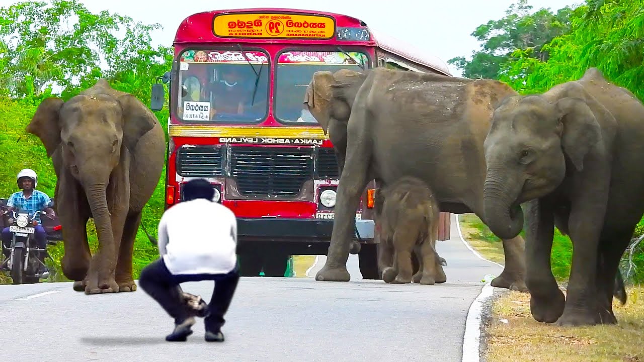 "Shocking Encounter: Wild Elephants with Their Young Block the Road!"