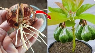 Simple method propagate AVOCADO Tree from seeds with Aloe Vera success 100%#garden #fruit #plants