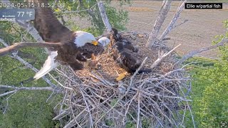 Kansas Eagles 5-15-24.  Family Dinner Time, Harvey flies in late to roost with Ellie.