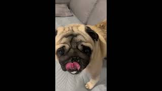 AWW 🥰 The Best Adorable Pug Puppies in The Planet Makes Your Heart Melt | Cute Puppies by Cutest Puppies City 288 views 1 month ago 9 minutes, 57 seconds