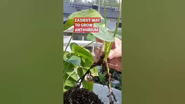 GROW ANTHURIUM BY DIVISION | HOW TO PROPAGATE ANTHURIUM PLANT | EASIEST WAY TO GROW ANTHURIUM