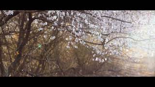 Freelife - Sakura Dance Poetry (Your Melodies)