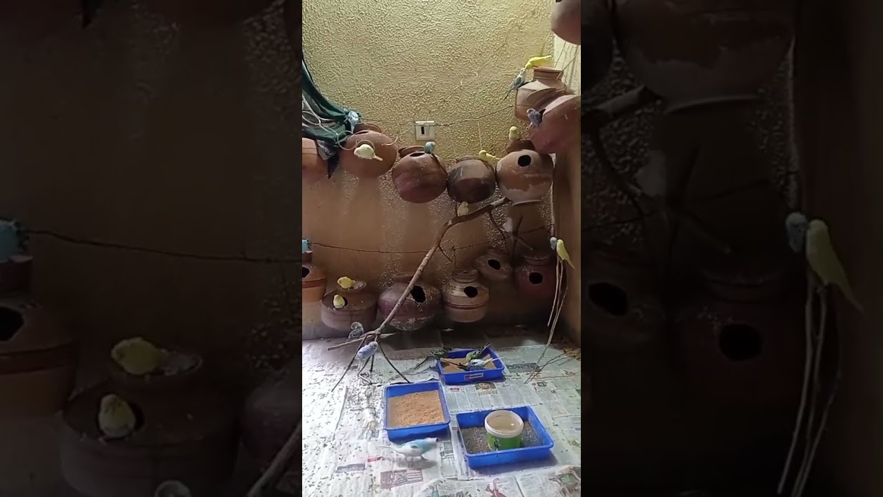 My birds Aviary is live!