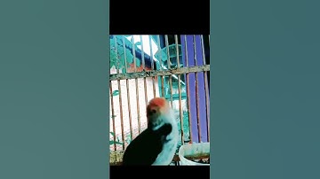 tembakan pedas burung prenjak lumut#prenjaklumutgacor #prenjakgunung #shorts
