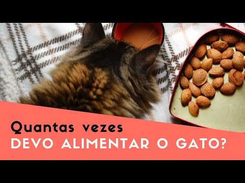 Vídeo: Gato Da Estepe: Estilo De Vida, Habitat, Manutenção Em Cativeiro, Criação E Alimentação Do Gato