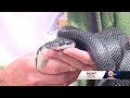 2-headed snake captivating visitors at Burr Oak Woods Nature Center