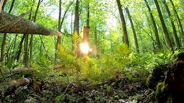 Tannerite tree removal 2019