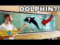 PET BABY DOLPHINS IN FRESHWATER HOME AQUARIUM!!