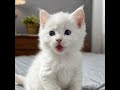 Kitten Sings SigmaBoy †WOW рџђ рџЋ Sigmaboy РєРѕС РµРЅРѕРє Sigma РјСЏСѓ Kitten Funnycat Catshorts Kitten Sings SigmaBoy †WOW рџђ рџЋ Sigmaboy РєРѕС РµРЅРѕРє Sigma РјСЏСѓ Kitten Funnycat Catshorts