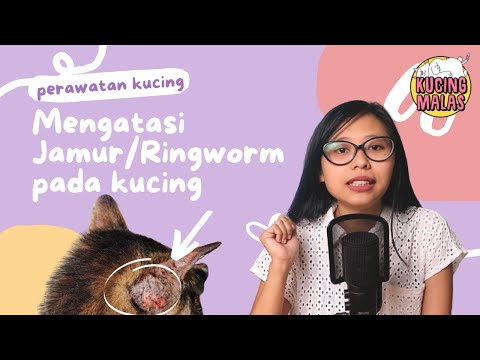 Video: Ringworm dalam Kucing