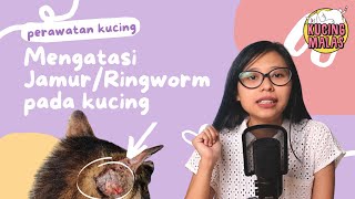 Cara Mengobati Kucing Jamuran (Ringworm)