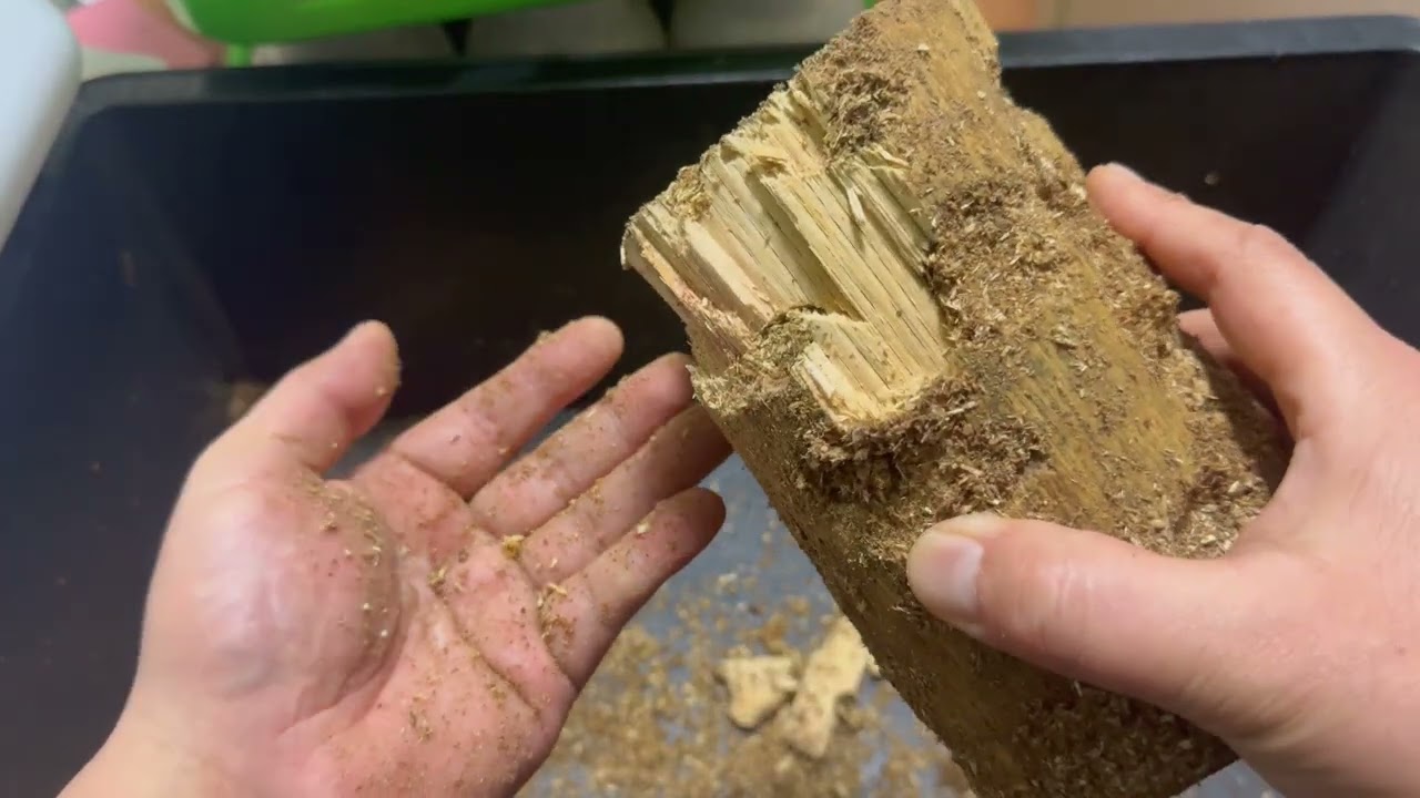 【貴重品のWF１】エロンガトゥスフタマタの産卵セット割り出し