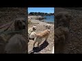 Tarde de playa y nuevos amigos