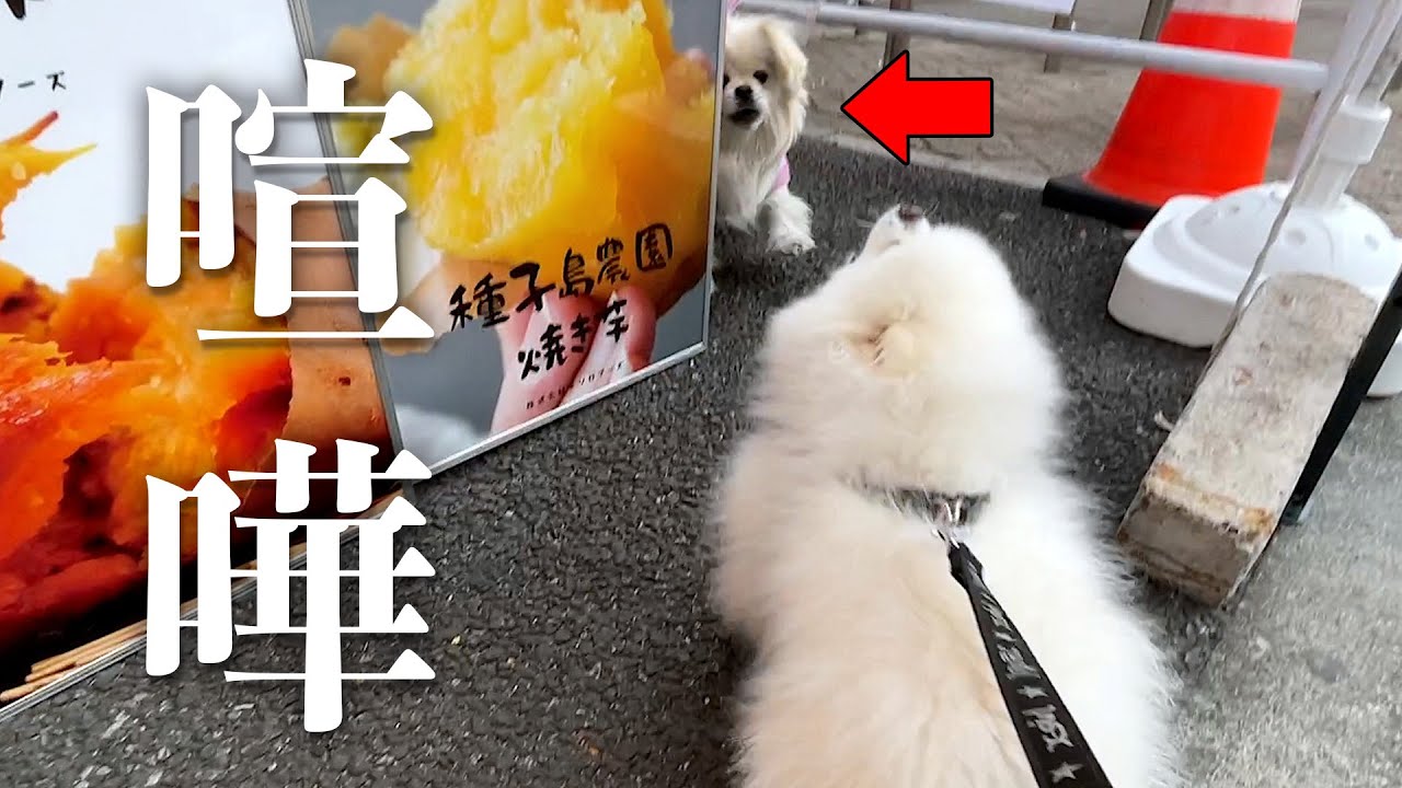 焼き芋屋の看板犬と一触即発になるポメラニアン - YouTube