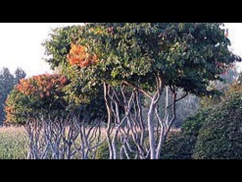 Video: Drveće 3 Vještina Lavica