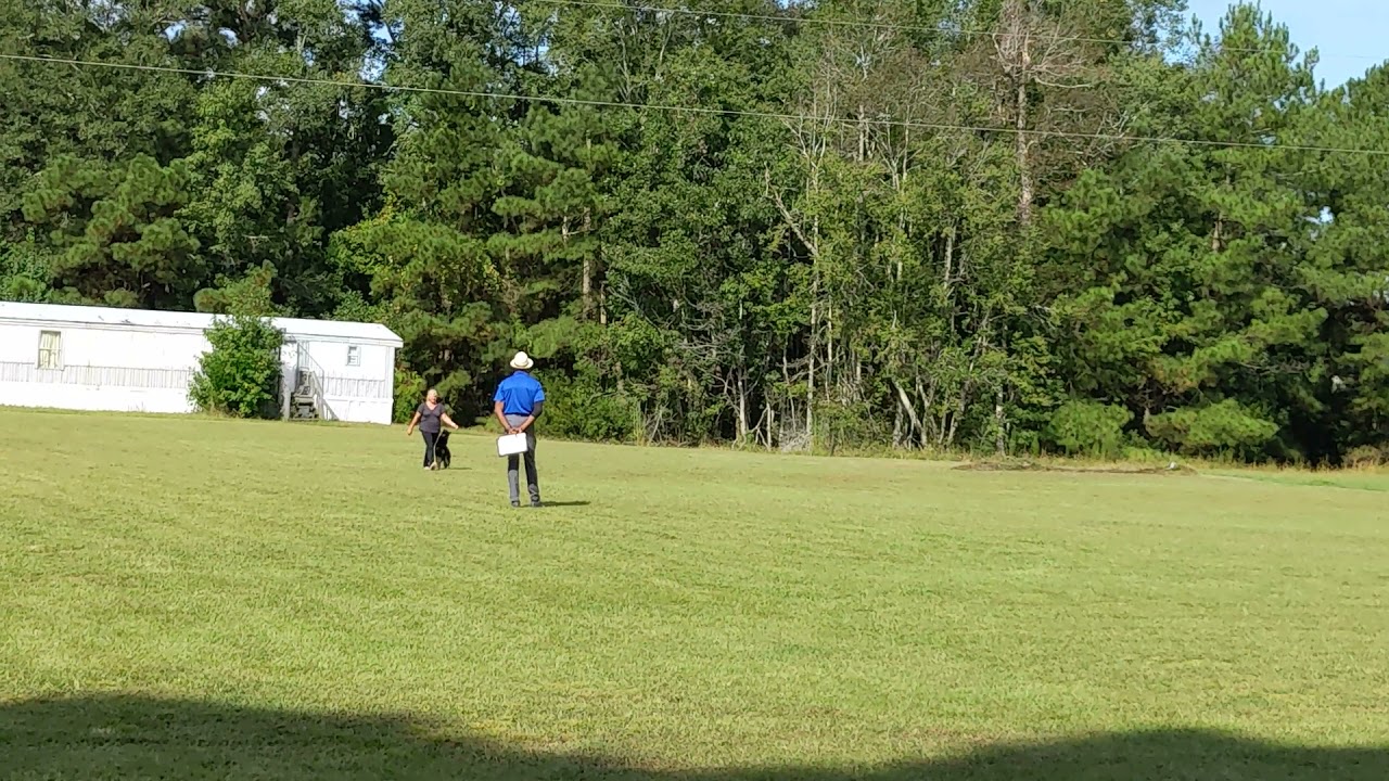 Michele and Mana vom Mack Zwinger IGP2 B 87