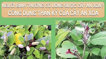 Người bình thường uống được cây an xoa không? Khám phá công dụng cây an xoa | Dược Liệu Phương Thảo