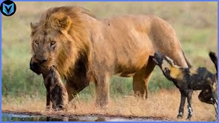 30 Most Merciless Lion Attacks Ever Recorded!