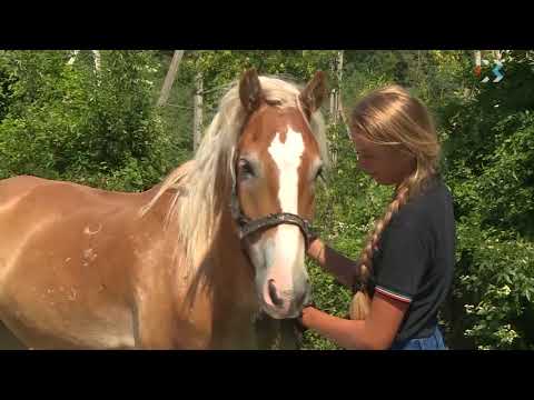 Видео: Как ухаживать за морской свинкой (с иллюстрациями)