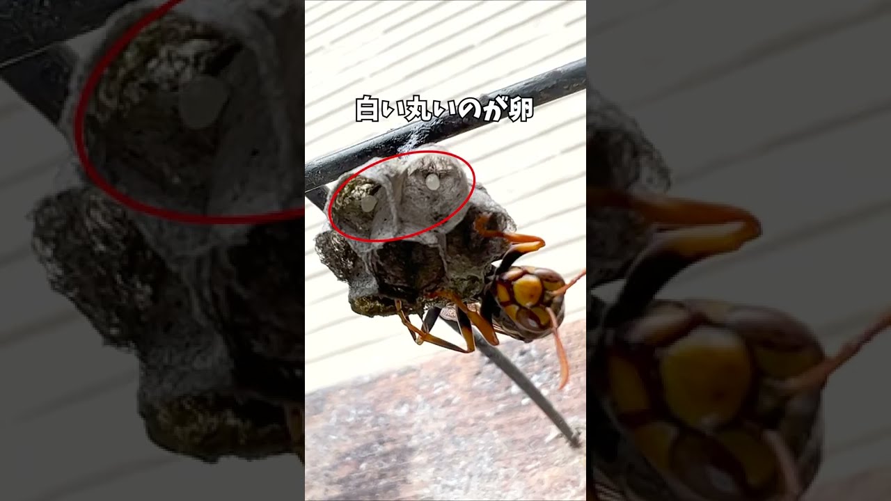 むみページ　マイバチ Amazon | 逆鱗マイバチ 超硬材 迷彩魔改造マイバチ テーパー 魔
