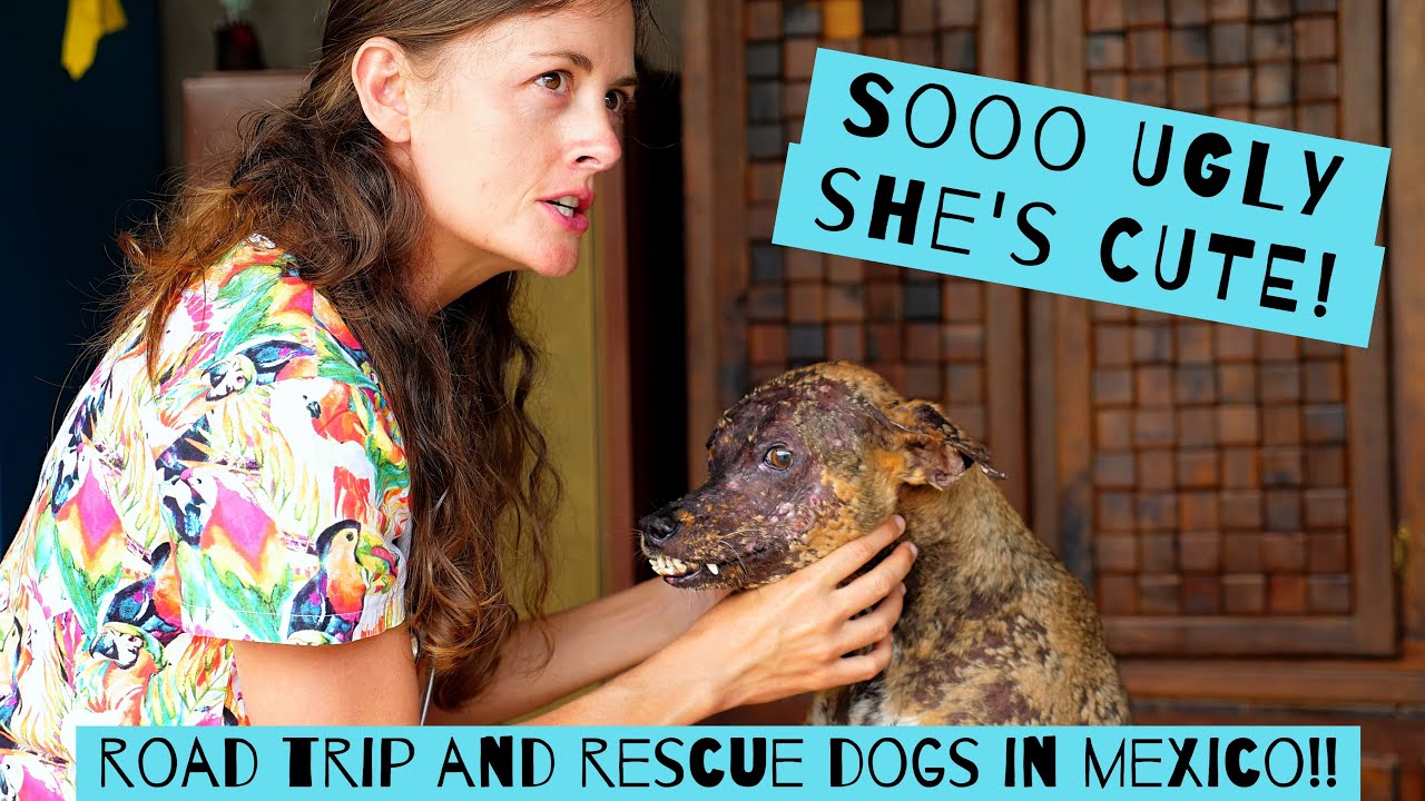 Ugly Cute Rescue Dog with Severe Skin Disease! Road Trip Mexico : Chuffed Adventures S4EP39