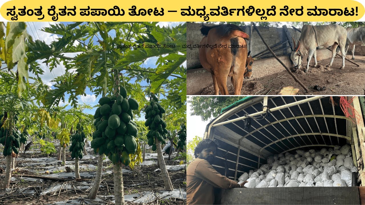 ಸ್ವತಂತ್ರ ರೈತನ ಪಪಾಯಿ ತೋಟ — ಮಧ್ಯವರ್ತಿಗಳಿಲ್ಲದೆ ನೇರ ಮಾರಾಟ! 
