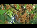 Burmese Grape Plant