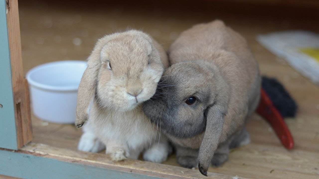 Como Introducir Un Nuevo CONEJO Si Ya Tienes Uno, Para que no se peleen (5 Consejos)