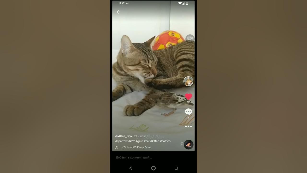 Видео ТИКТОК С падающем котом. Ютуб просмотры остановились