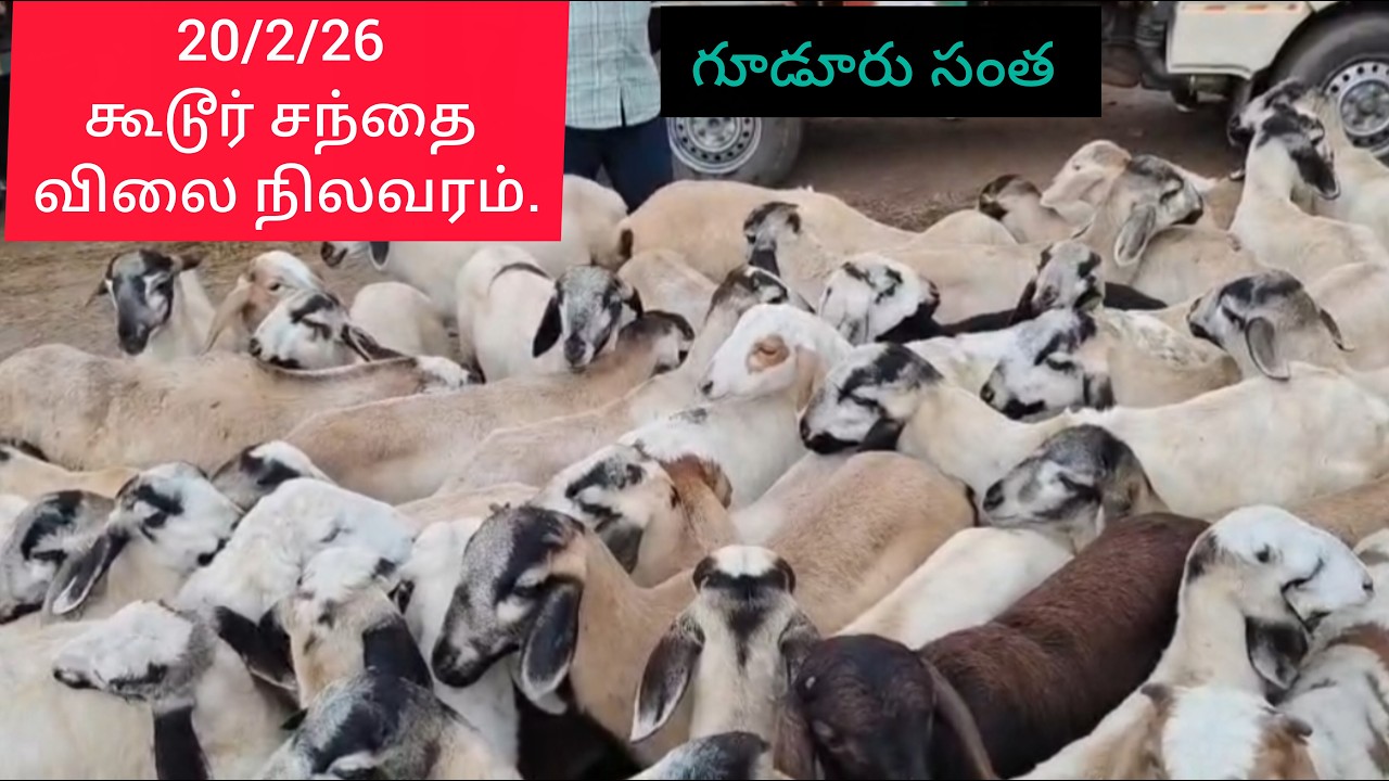 இன்றைய கூடூர் சந்தை விலை நிலவரம்.today గూడూరు సంత.#sheep #goat #gudur #cow #farming #agriculture