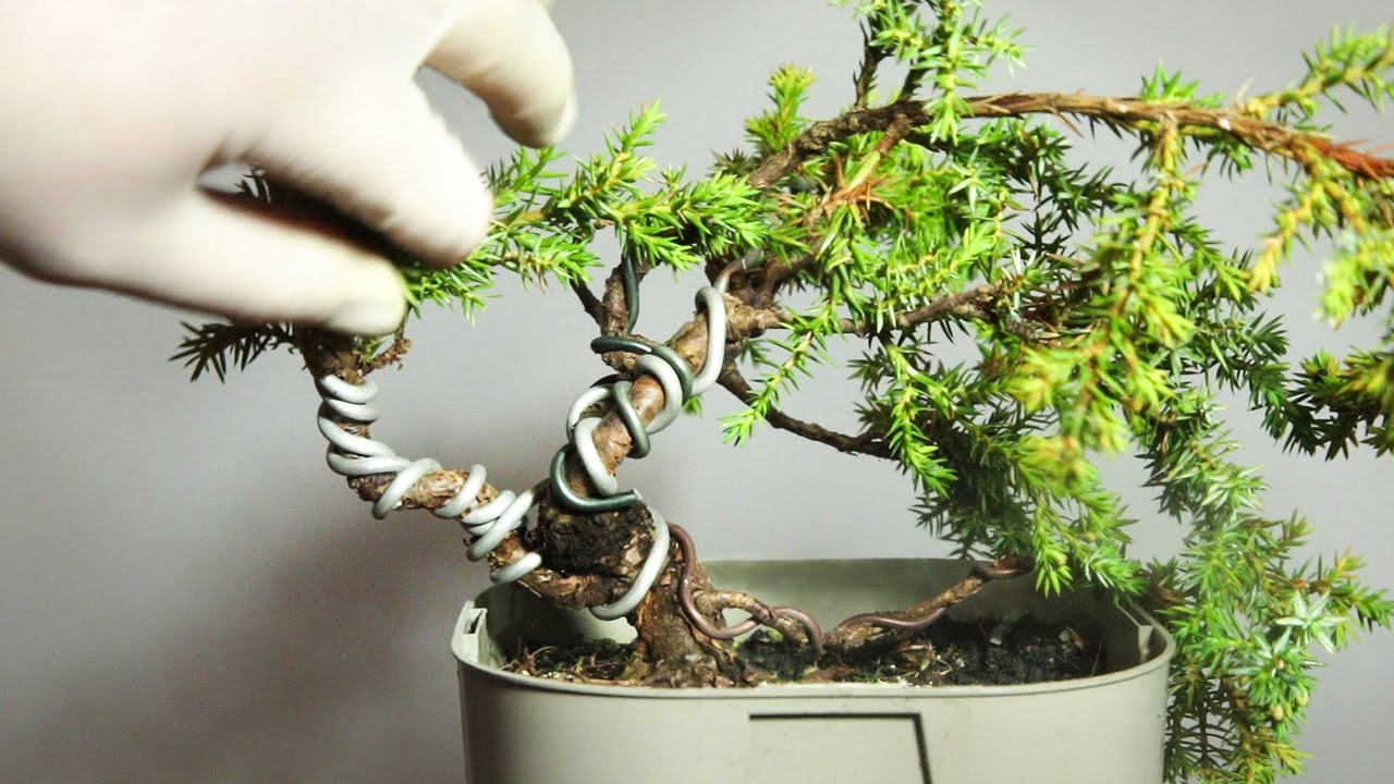 Juniper bonsai - Extreme branch twisting