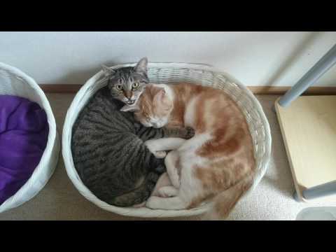 おれ、ねこ レオたんver.